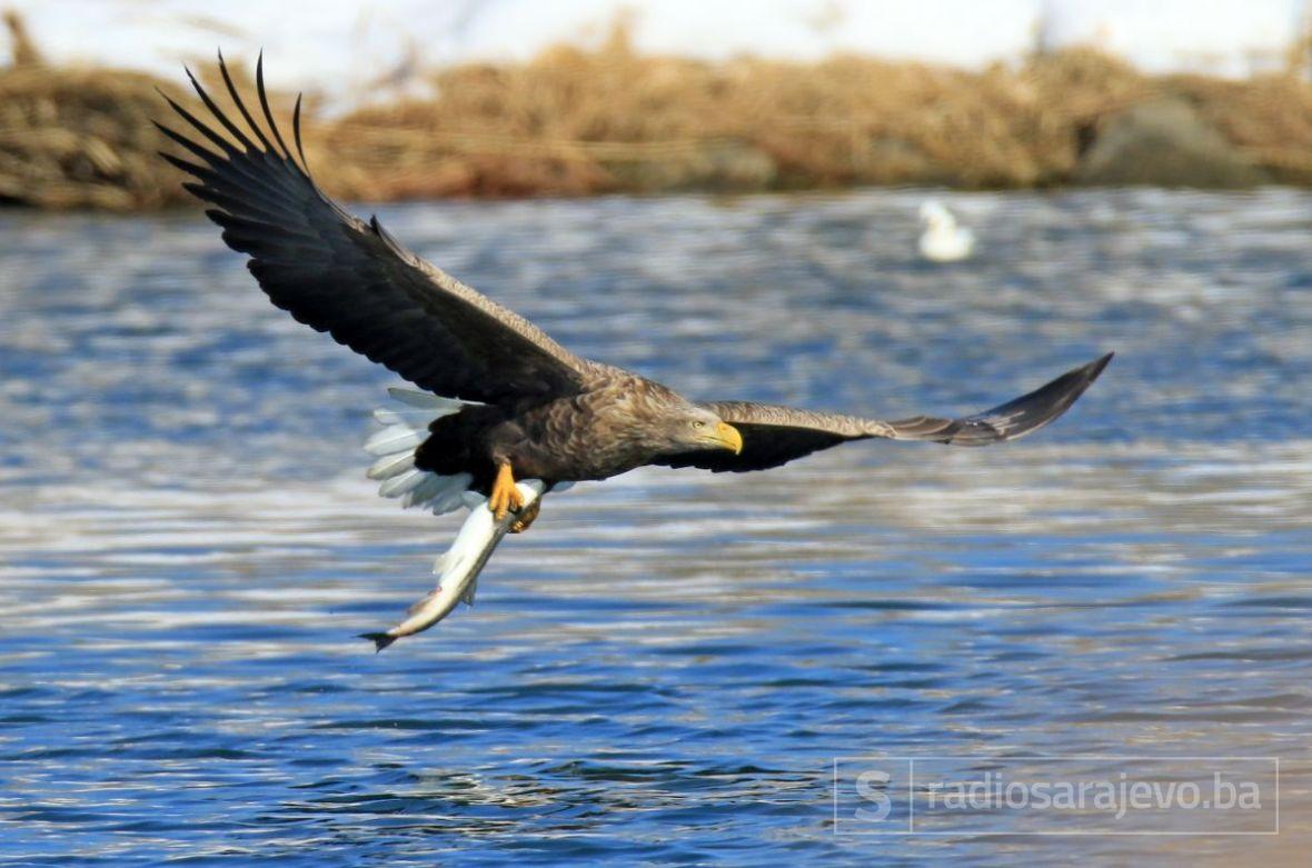 Orao štekavac - undefined